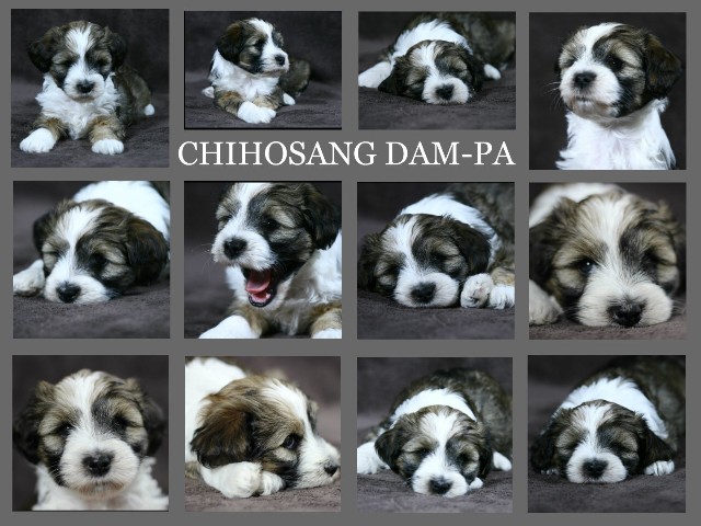 Chihosang Dam-Pa Collage Groe Webansicht